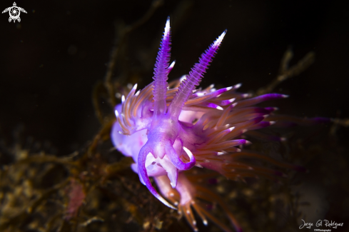 A Flabellina violeta