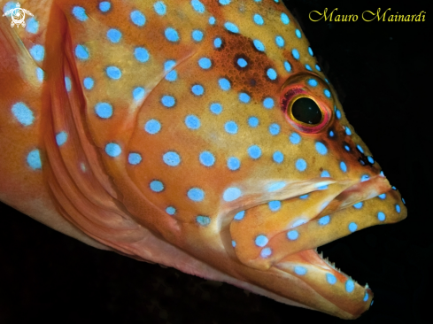 A Cephalopholis miniata | Tropical grouper