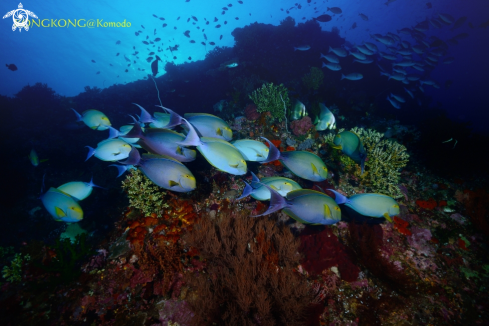 A School of Yellowfin Surgeonfish