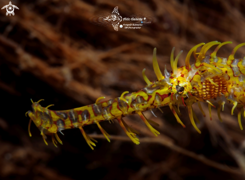 A GHOST PIPE FISH 