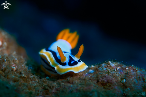 A Chromodoris annae | NUDIBRANCH