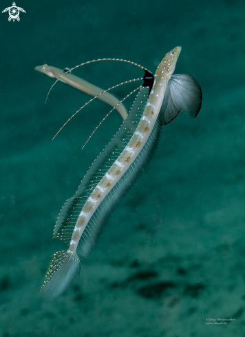 A Sand Diver