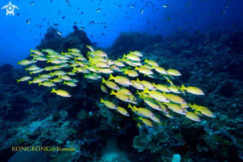 A Yellow snapper