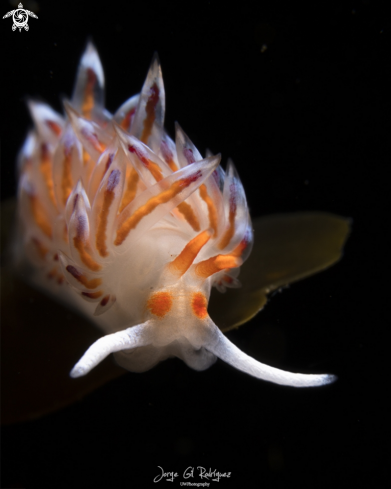 A Cratena Nudibranch