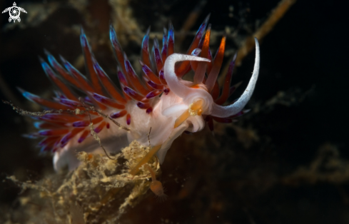A Cratena peregrina nudibranch | Cratena nudbranch