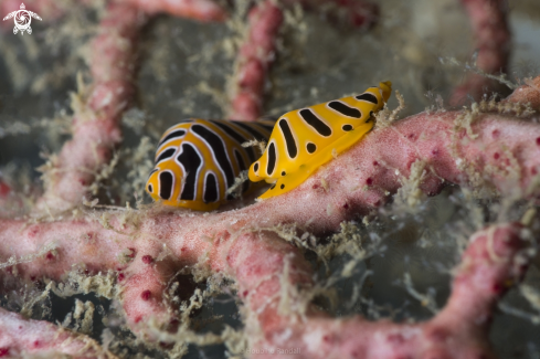 A tiger egg cowrie