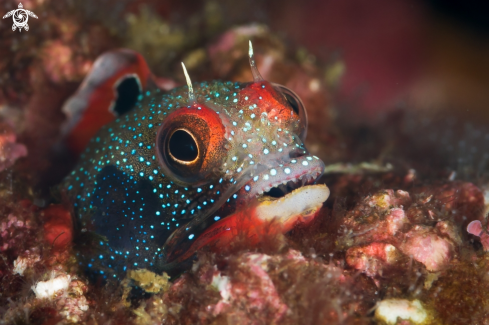 A Barnacle Blenny