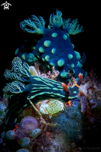 NUDIBRANCH