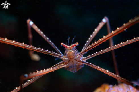 A Chirostylus sandyi | Spider squat lobster