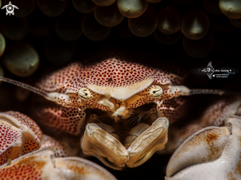 A Neopetrolisthes maculatus (H Milne Edwards, 1837 [in H Milne Edwards, 1834-1840])  | Porcelain Crab