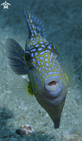 A Pseudobalistes fuscus Blue Triggerfish