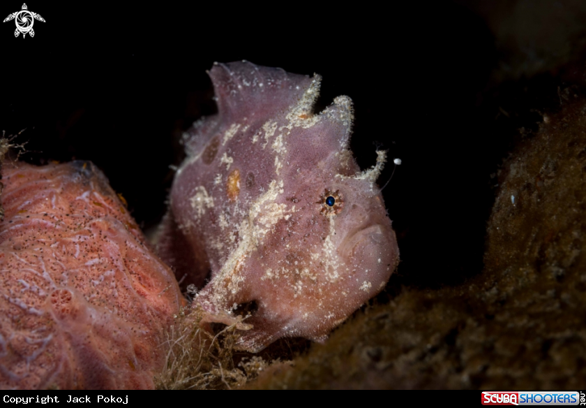 A Spotting Frogfish