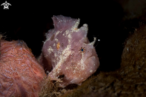 A Antennatus nummifer | Spotting Frogfish