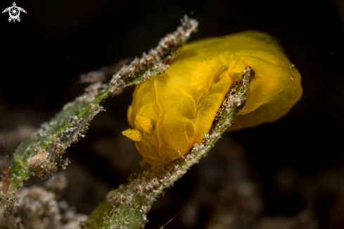 A Gymnodoris sp. | Gymnodoris sp.