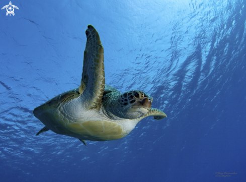 A Chelonia mydas | Fly