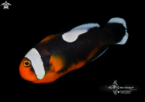 A Saddleback Clownfish