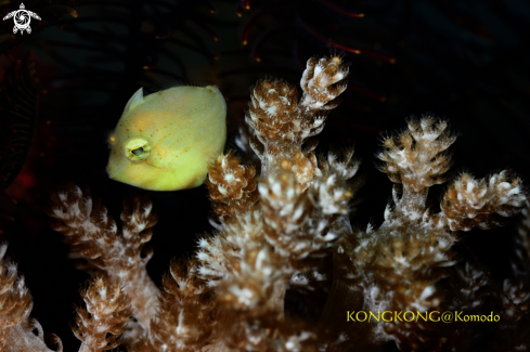 A Yellow Japanese Inflator Filefish