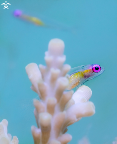 A Bryaninops natans (Larson, 1985) | Pink Eye Goby