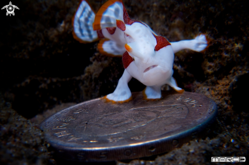 A Clown Frogfish