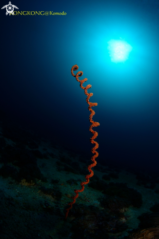 A Spiral Whip Coral