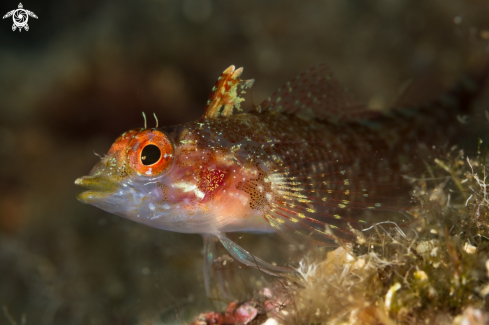 A Pesce peperoncino