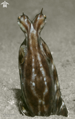 A Mimik octopus