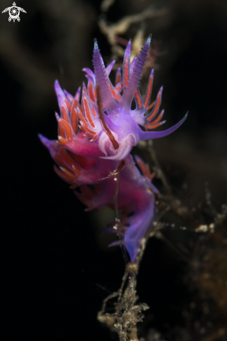 A Flabellina affinis nudibranch | Flabellina nudibranch