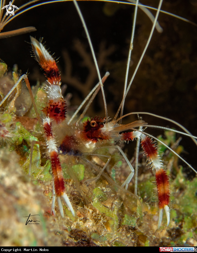 A Banded coral shrimp