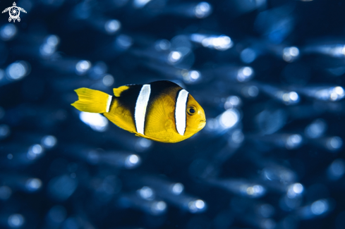 A Amphiprion clarkii | Clark's Anemonefish