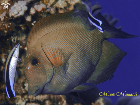 A Surgeonfish