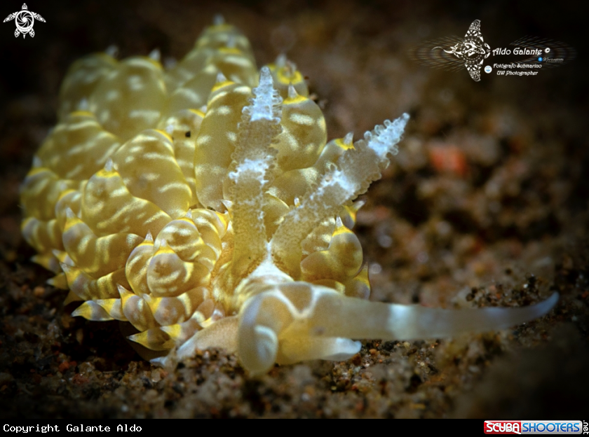 A Aeolid Nudibranch