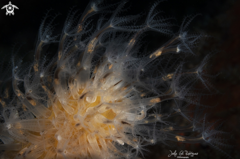 A Veretillum cynomorium | Finger shaped sea pen