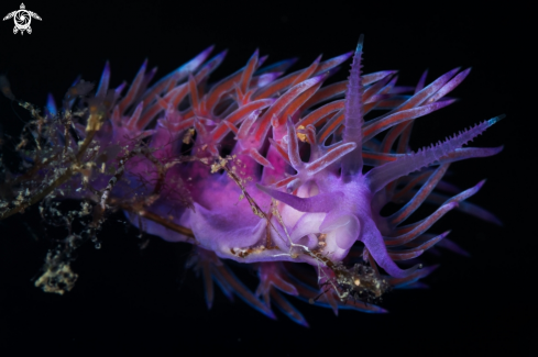 A Flabellina affinis nudibranch | Flabellina nudibranch