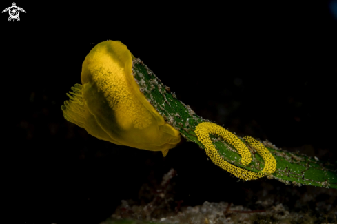 A Gymnodoris sp. 15  Genus: Stimpson, 1855 | Gymnodoris sp. 15  Genus: Stimpson, 1855