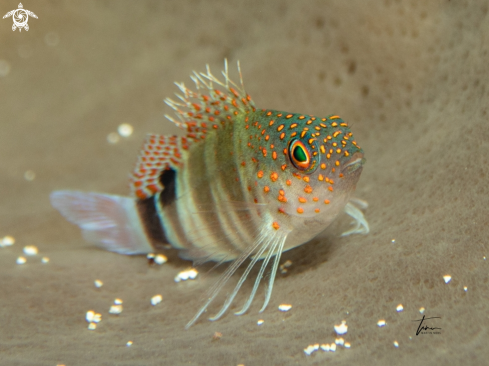 A Amblycirrhitus pinos | Redspotted hawkfish