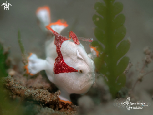 A Antennarius maculatus (Desjardins, 1840) | Warty Frogfish