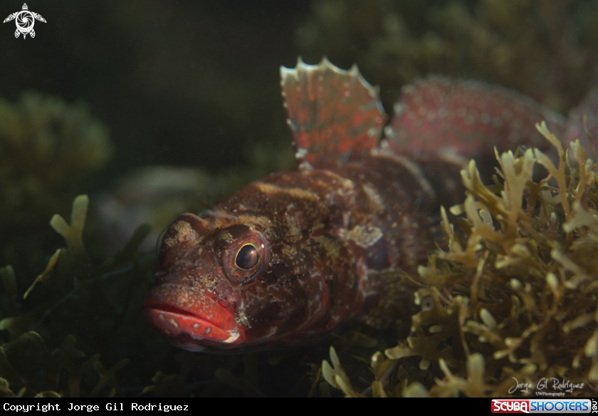 A Redmouthed goby