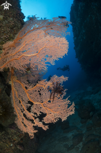 A softcoral