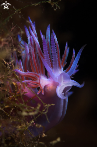 A Flabellina affinis nudibranch | Flabellina nudibranch