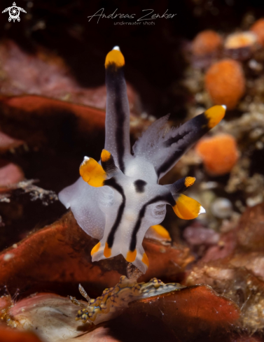 A Miamira sinuata & Thecacera picta | Helicopter Nudibranch