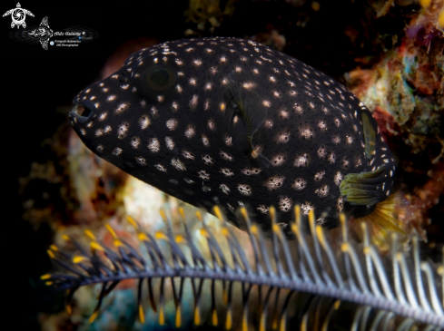 A Arothron meleagris (Anonymous, 1798) | Puffer Fish Juvenil