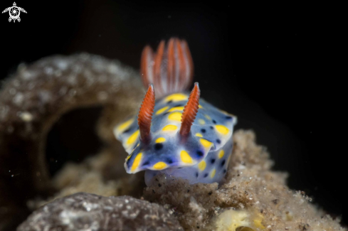 A Hypselodoris roo | Hypselodoris roo