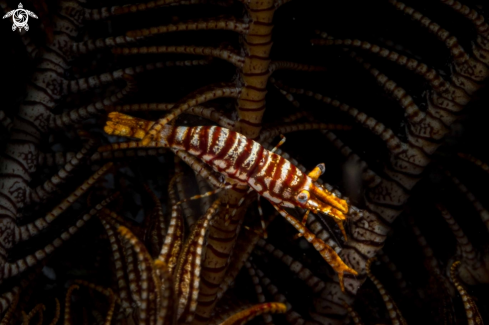 A Crinoid shrimp