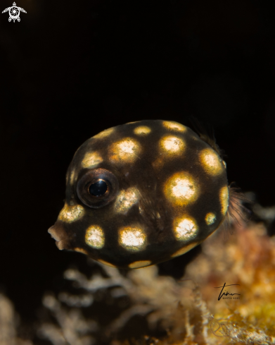 A Smooth Trunkfish