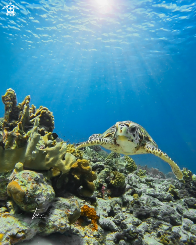 A Hawksbill Seaturtle