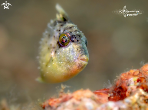 A Tiny Triggerfish Juvenil