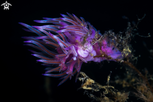 A Flabellina nudibranch