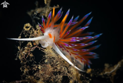 A Cratena peregrina nudibranch | Cratena nudibranch