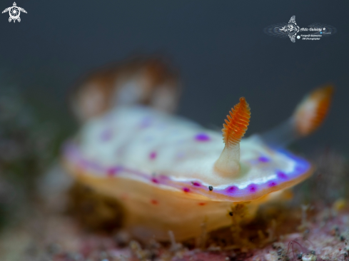 A Hexabranchus lacer (Cuvier, 1804) | Nudibranch Juvenil