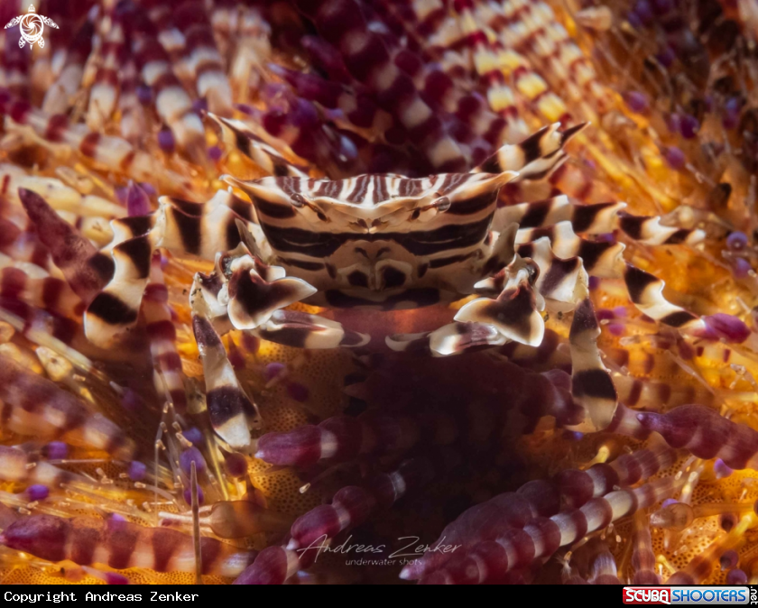 A Zebra urchin crab